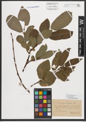 Foto von Salix appendiculata Vill.